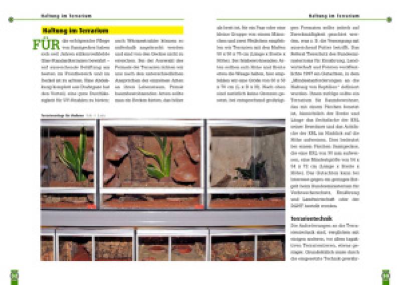 Preview: Australische Samtgeckos